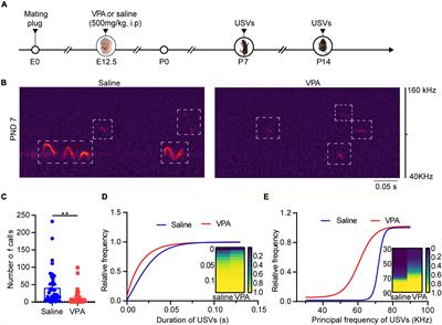 Excitatory and Inhibitory Synaptic Imbalance Caused by Brain-Derived Neurotrophic Factor Deficits During Development in a Valproic Acid Mouse Model of Autism